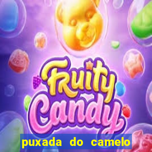 puxada do camelo jogo do bicho